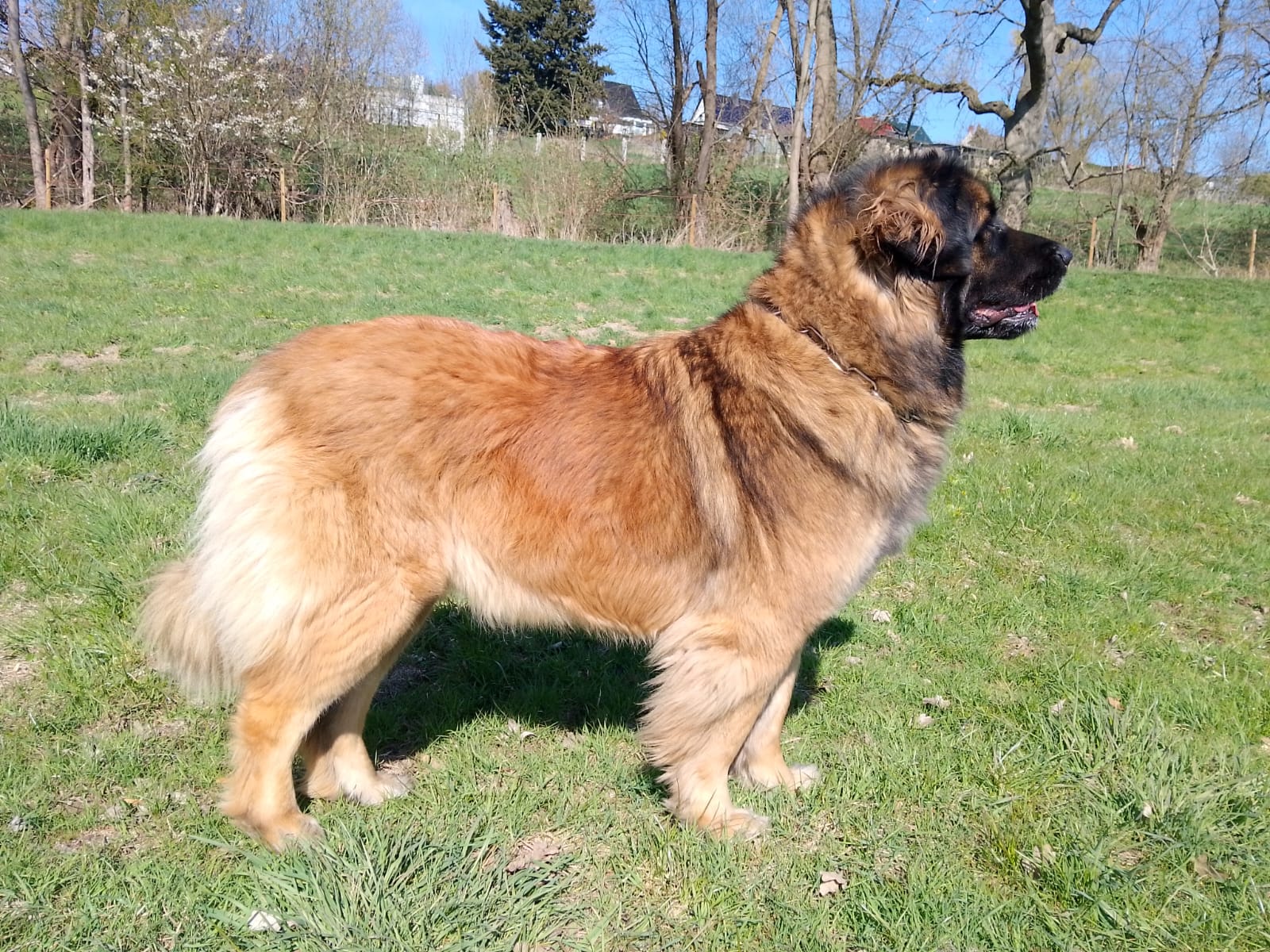 Elli L&ouml;we vom Muselbach