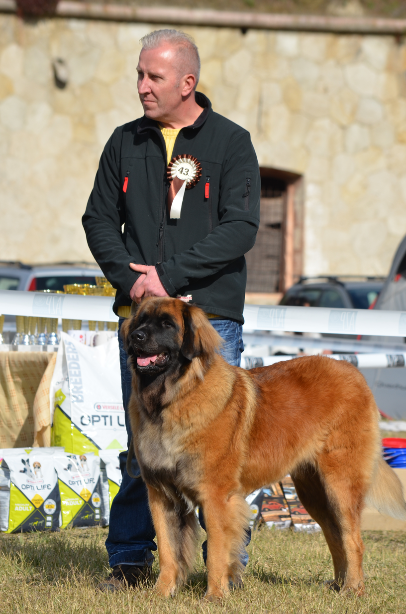 Rieka L&ouml;we vom Zschopautal in Ungarn.